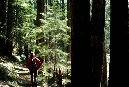 Recreation hiking Alder Flat old growth trail, Mt Hood National Forest