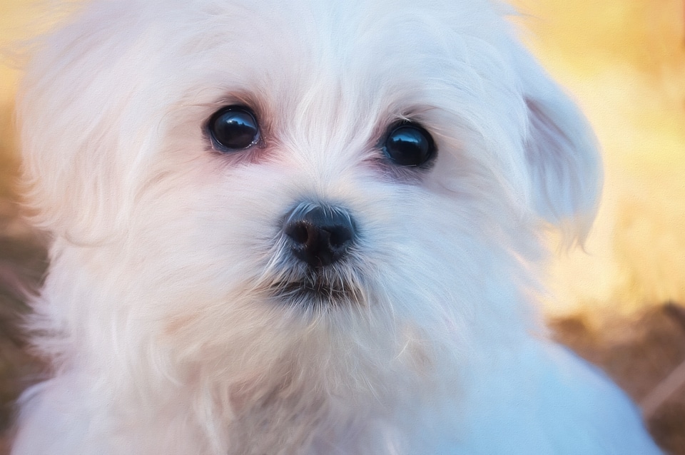 White maltese button eyes