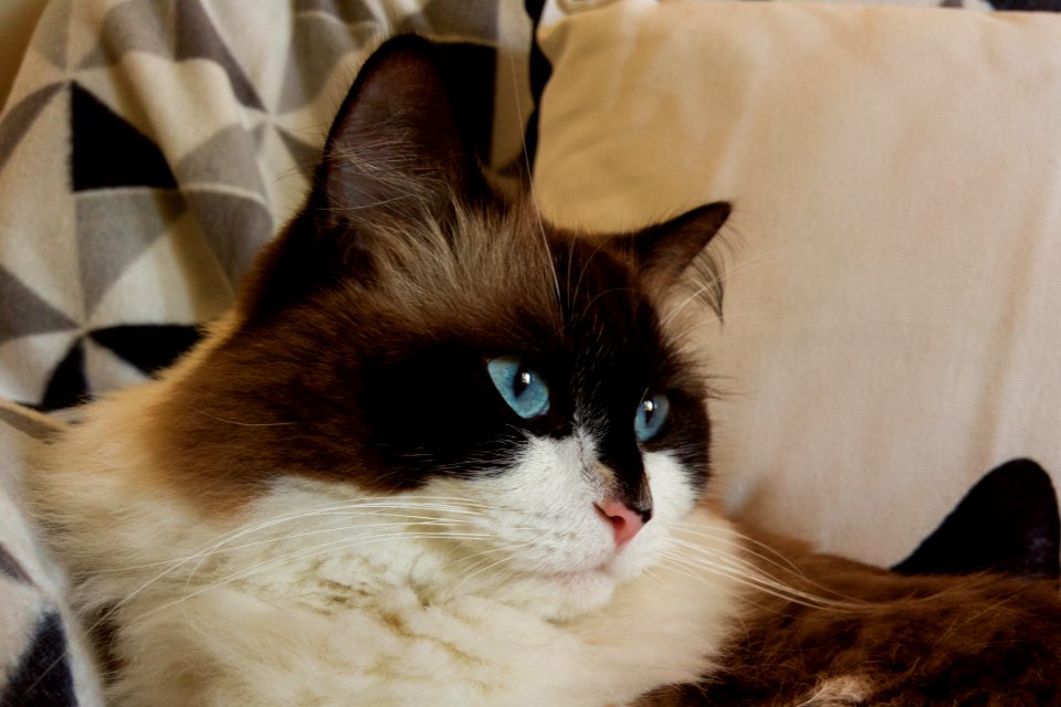 Jasper