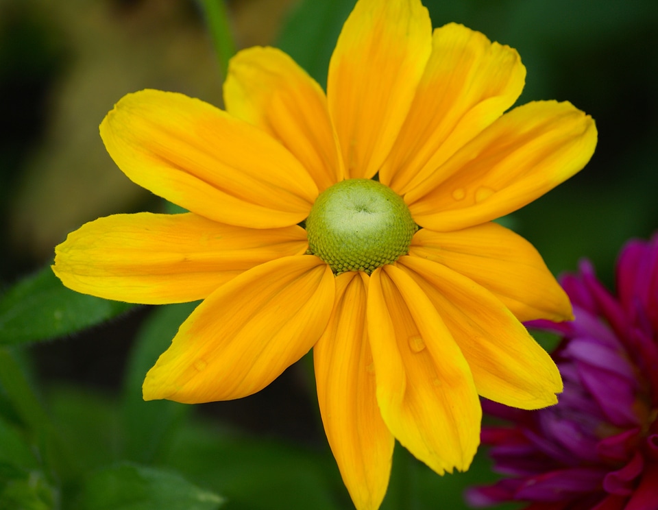 Flower plant yellow flowers