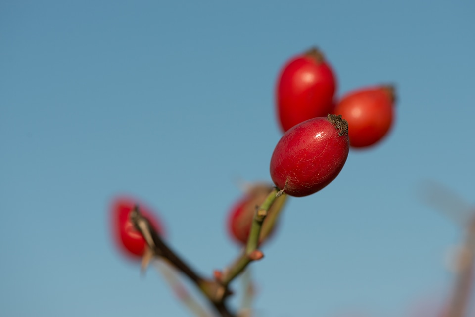 Darts shrub fruits