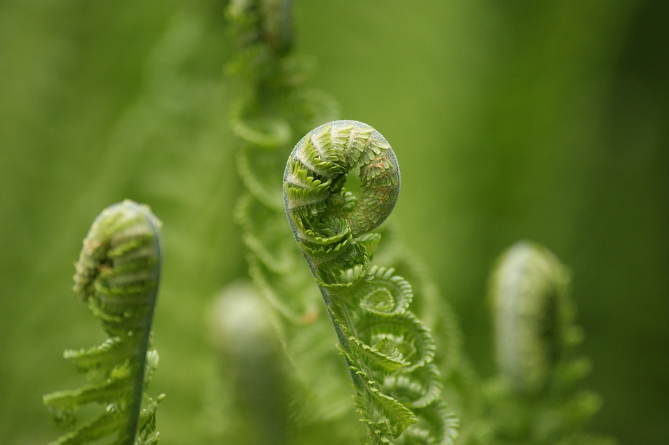 Roll out forest fiddlehead