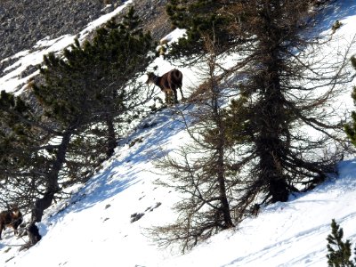 Combe de Fonfiole