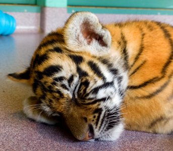 Dreamworld Tiger Cub photo
