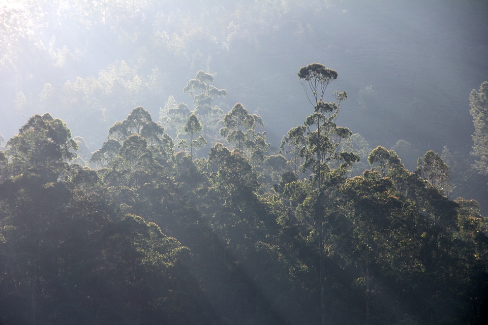 Trees sunbeam light beam