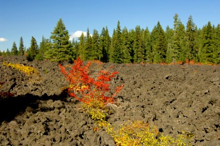 Fall Color at McKenzie Pass Lava Field, Willamette National Forest photo
