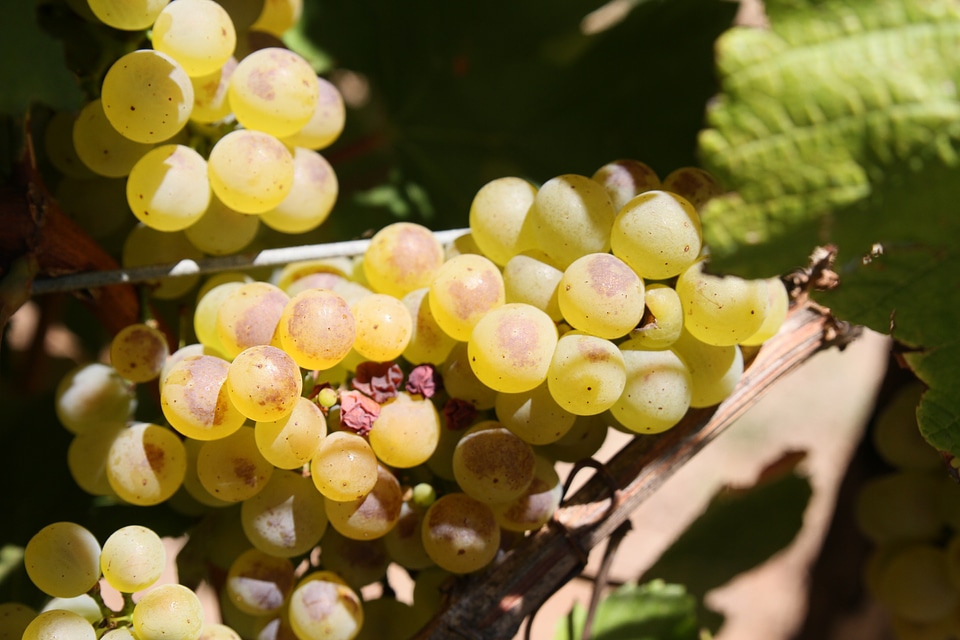 Drink winery alcohol