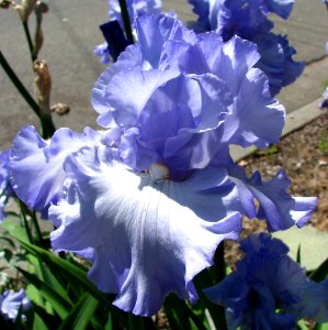 pale blue-purple bearded iris photo