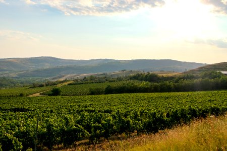 Winery at Golden Hour photo