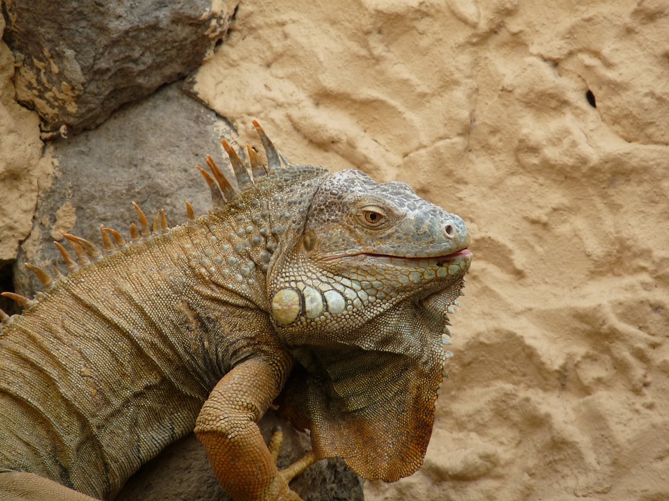 Desert lizard skin animal world