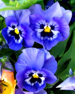 blue pansies 1 photo