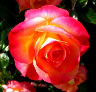 pink-orange-yellow rose photo