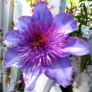 pale purple clematis