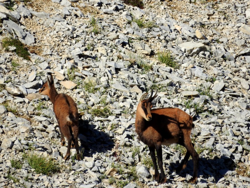 Cabri  Chamois   Mt Ventoux nord