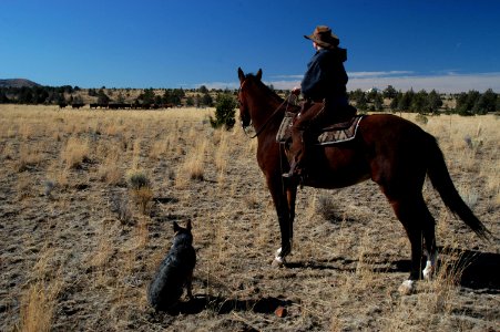 Crooked River Grassland Rancher looks over herd-Ochoco