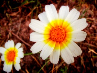 Chrysanthemum coronarium discolor