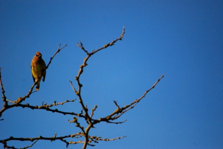 Cedar Waxwing
