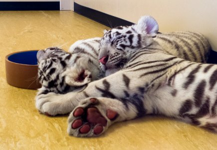 White Tiger Cubs - Dreamworld photo