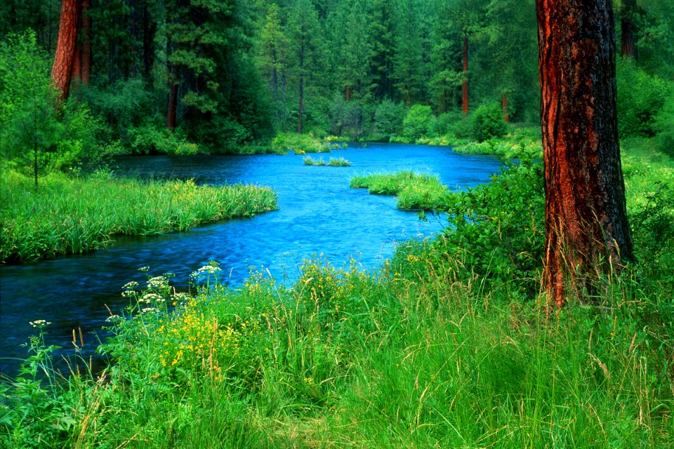 Deschutes National Forest  Metolius River