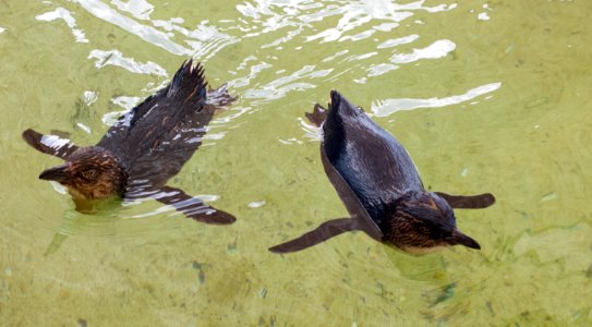 Penguins @ Seaworld