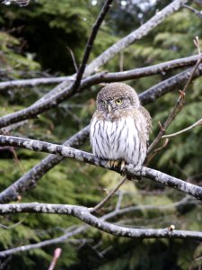 Pygmy Owl on Branch, Olympic National Forest photo
