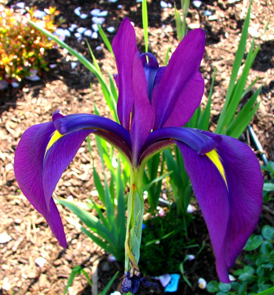 blue-purple Dutch iris 2