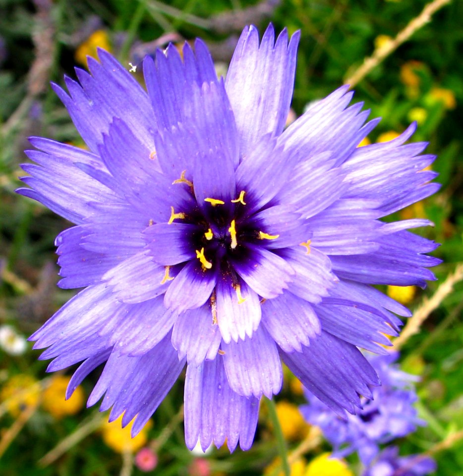 blue-purple flower photo