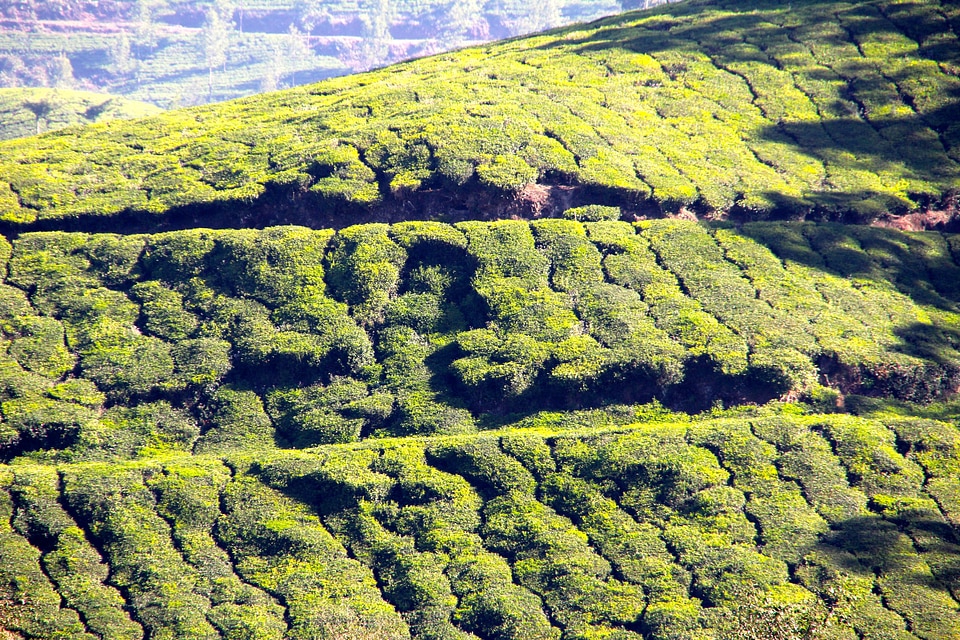 Tea plantation india cultivation terraces