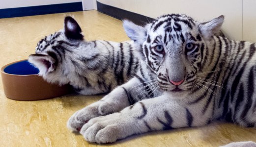 White Tiger cub photo