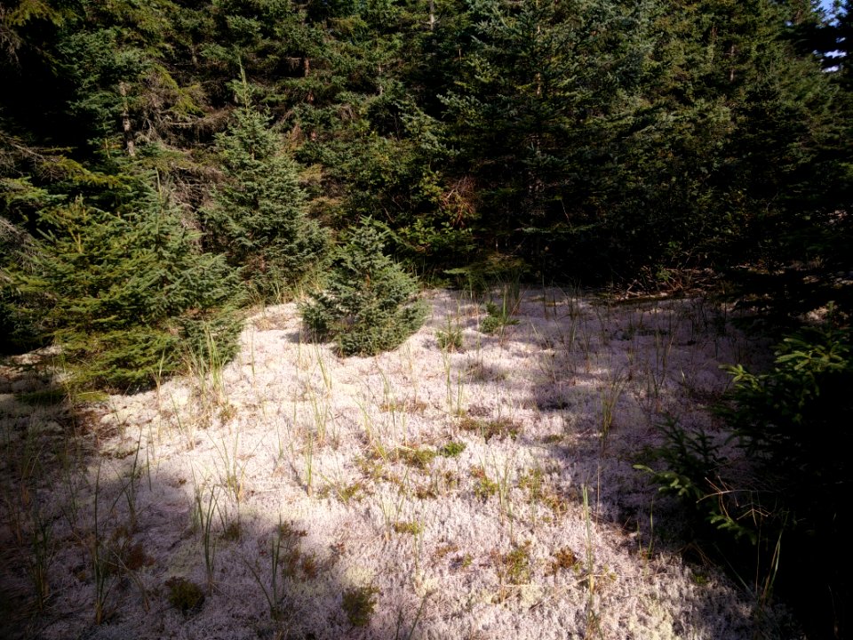 129 - Parc national Forillon : Penouille