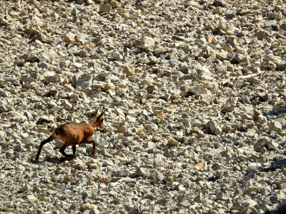 Chamois  Draille de Fonfiole  Mt Ventoux  nord