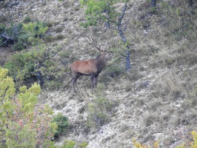 Brame  du  Cerf  .JPG