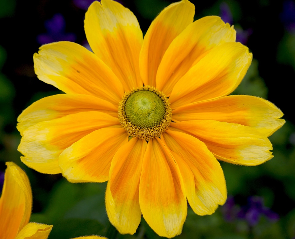 Flower plant close up