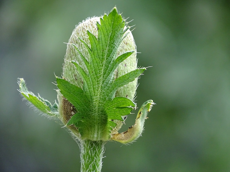 Green close up garden