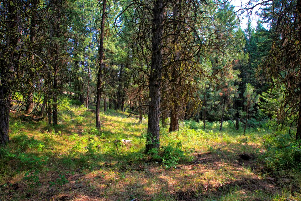 WALLOWA WHITMAN Sumac Springs Photo Point-001