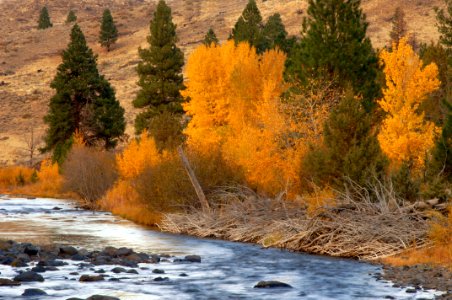Fremont-Winema NF Fall color Chewaucan River photo