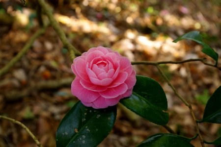 Camellia japonica f. otome