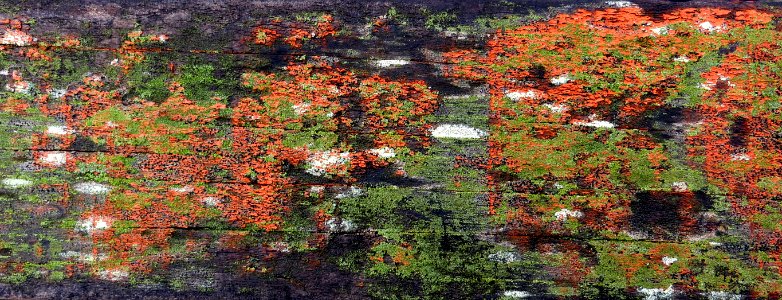 wood with lichen and moss