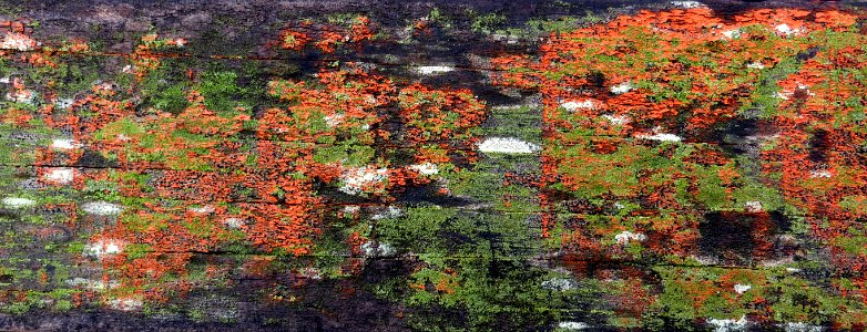 wood with lichen and moss photo