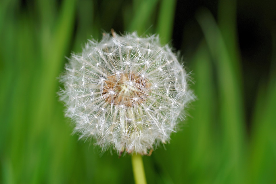 Summer seeds pointed flower