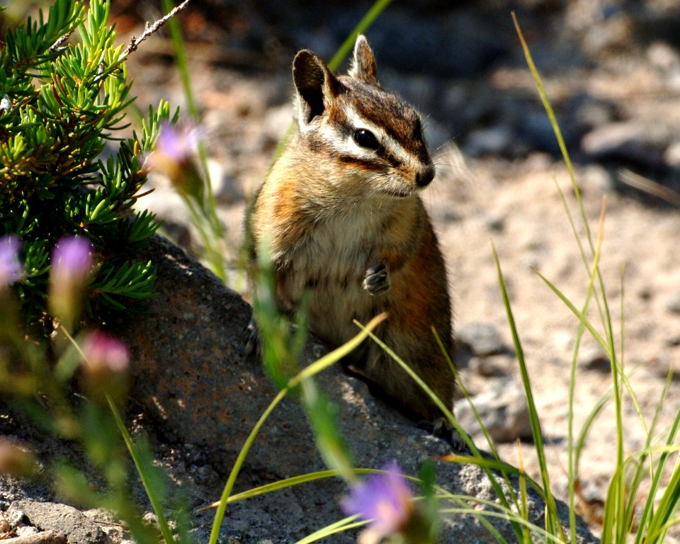 Chipmunk on Boulder-Unknown