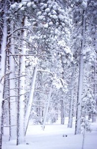 Winter in the Forest-Fremont Winema photo
