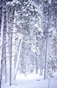 Winter in the Forest-Fremont Winema