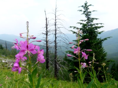 Flowers on the Kettle Crest, Colville National Forest