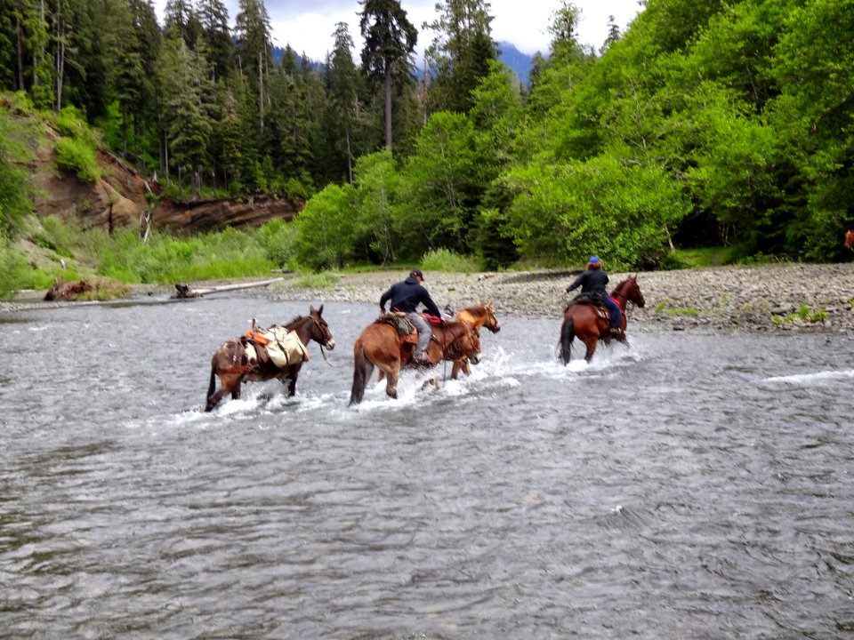 Grays Harbor Horsemen Fording Pete's Creek-Olympic