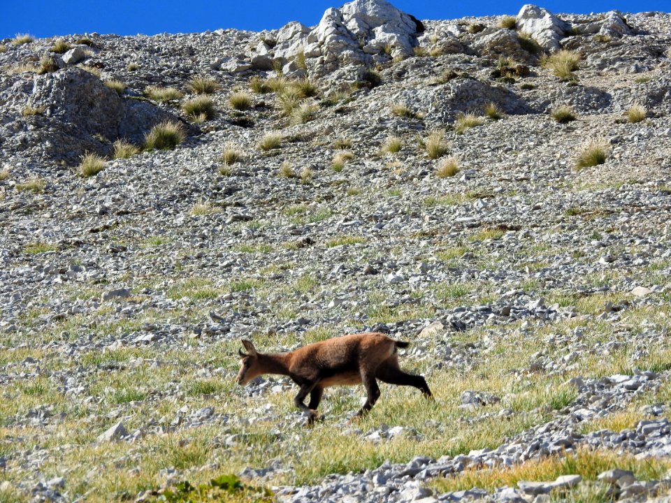Chamois  Fontaine de Fonfiole