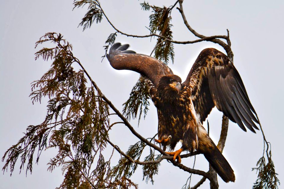 Juvenile Bald Eagle, Olympic National Forest