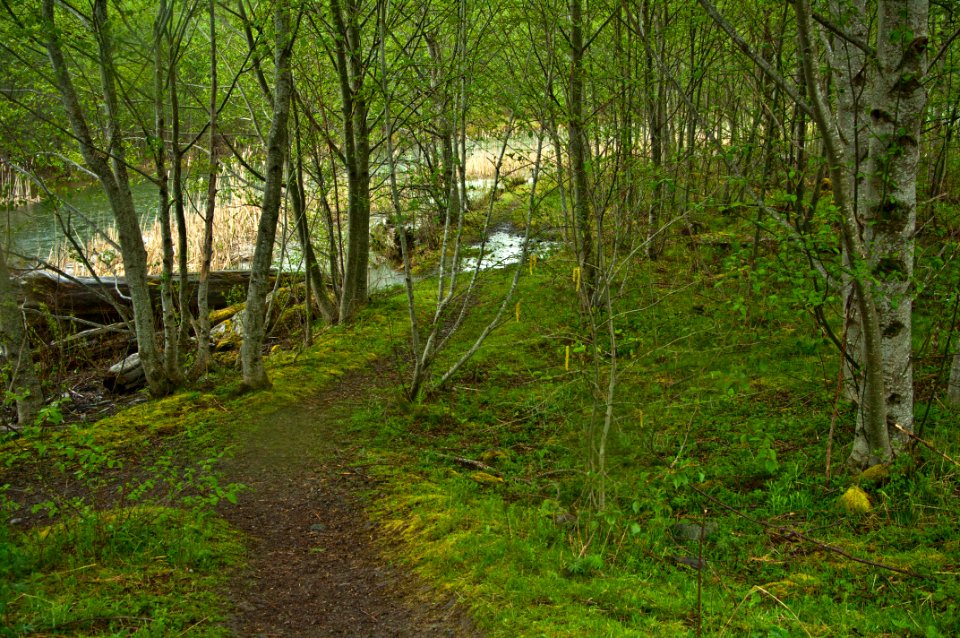 Birch Glade at Coldwater Lake-Gifford Pinchot