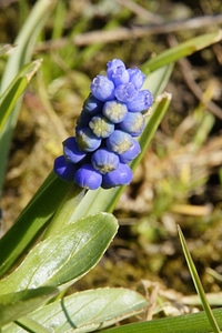 Spring blue asparagus plant photo