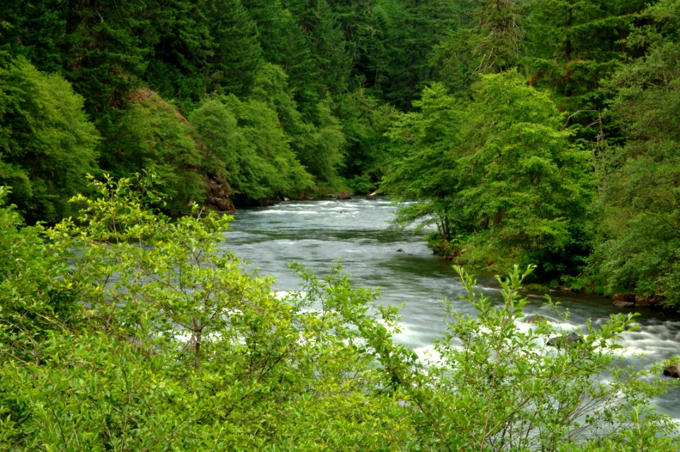 North Umpqua River-Umpqua